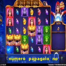 numero papagaio no jogo do bicho